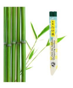 Japanese incense (short roll): The Bamboo Song, 40 sticks